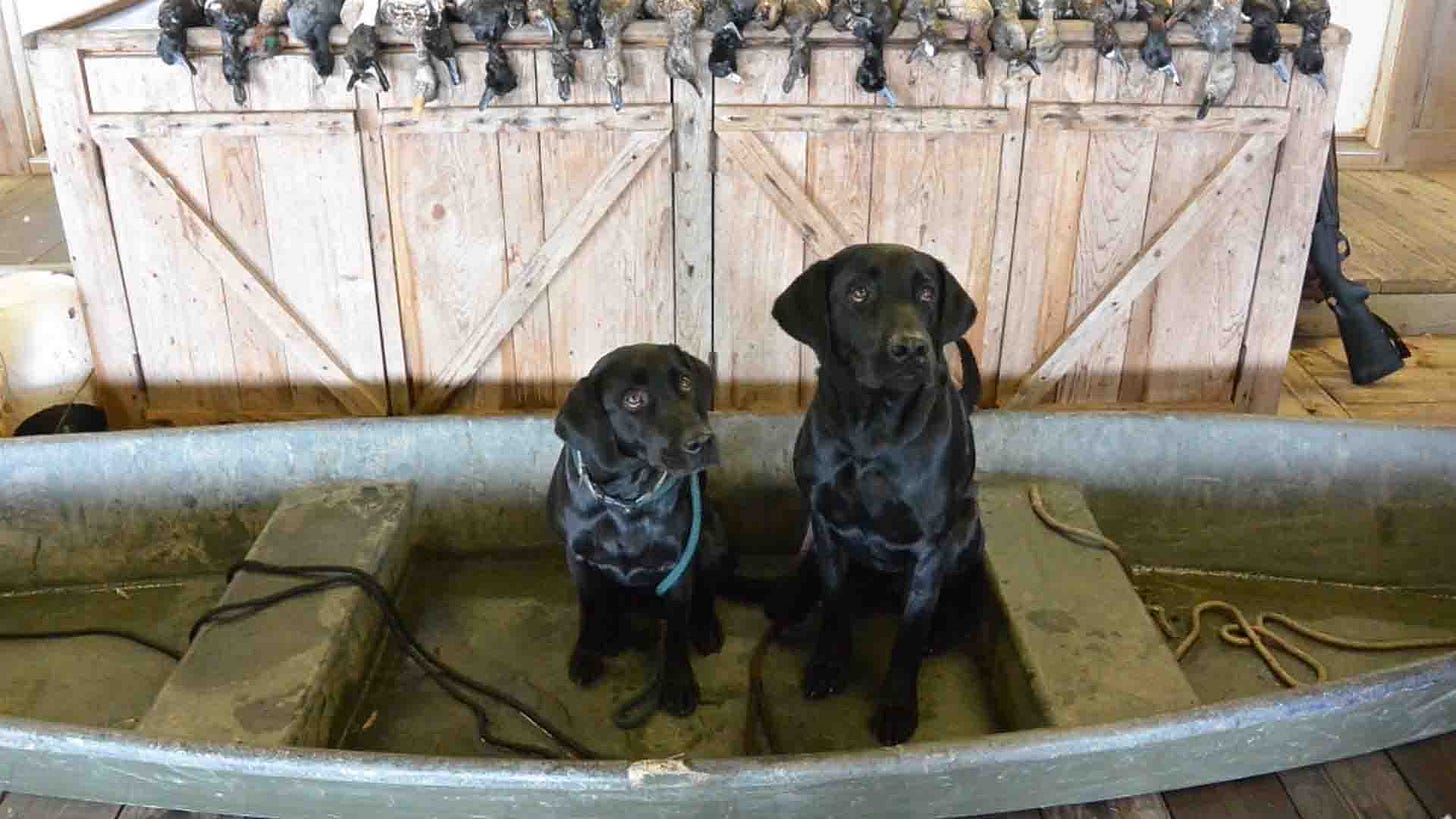 Black Labs in Boat while duckhunting at Sportsman's Lodge in Venice, Louisiana.