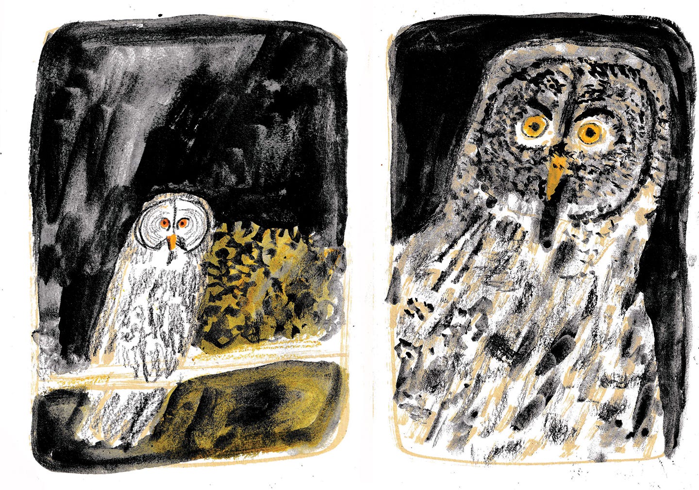great grey owls illustration by Beth Spencer great grey owls illustration by Beth Spencer