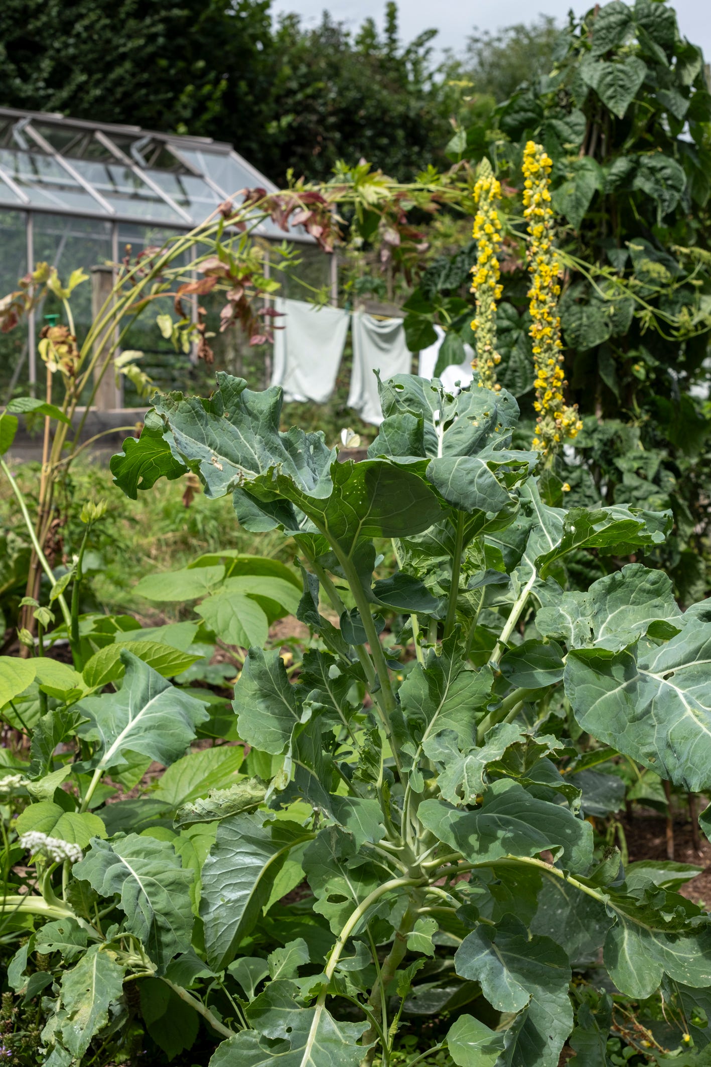 A cabbage white butterfly above the nine star broccoli