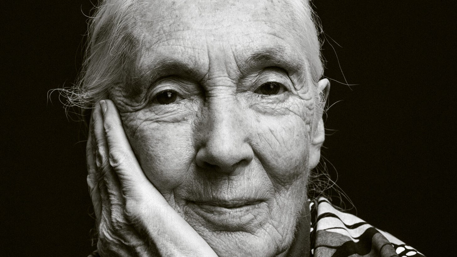 Jane Goodall: A Life in Pictures - The New York Times