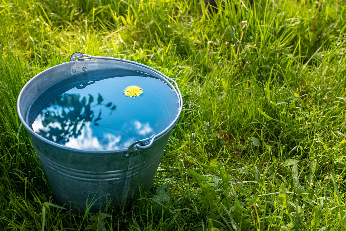 A metal bucket full of water, with a dandelion flower floating in it and reflections of the trees and sky, sitting on long grass. A metal bucket full of water, with a dandelion flower floating in it and reflections of the trees and sky, sitting on long grass.