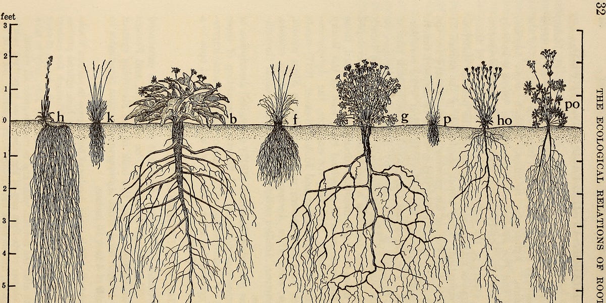 Rootedness Responsibility, Rootedness, & the Myth of Holding It All Together