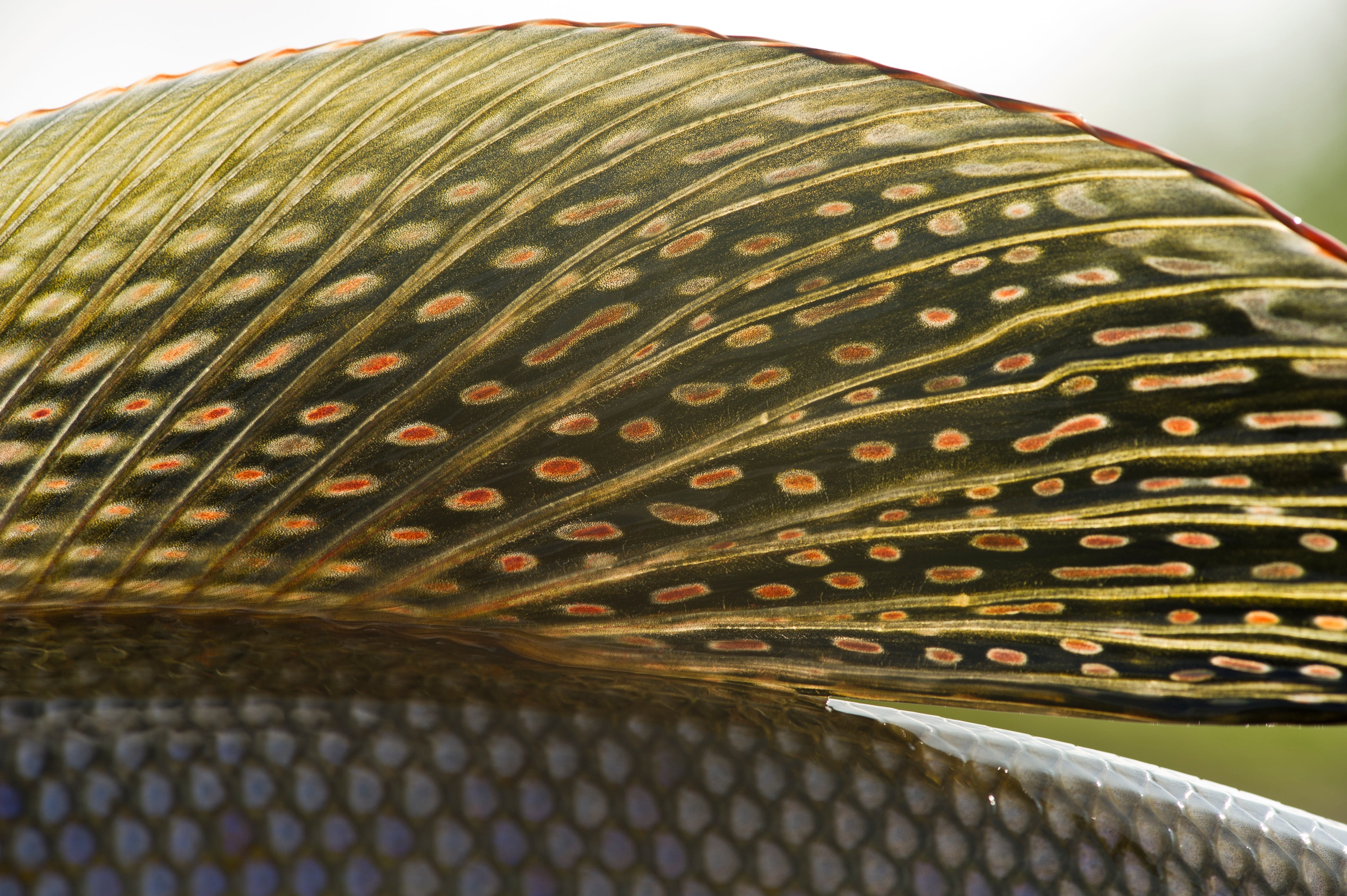 The Southernmost Grayling