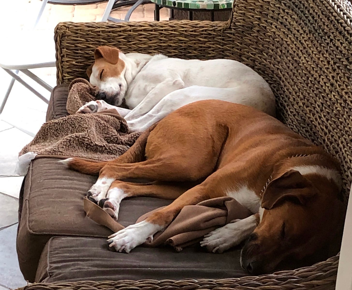 Two large dogs, one white, one russet, sleeping on a couch.