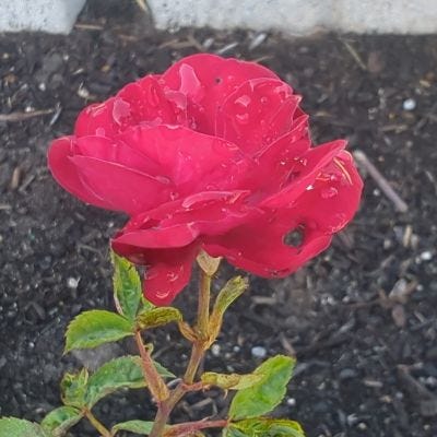 Red and Purple Roses