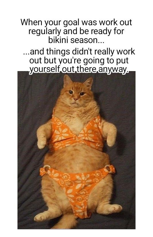 fat cat in a bikini, funny fat cat memes, fat cat wearing people clothes,  #catmeme #catmemes