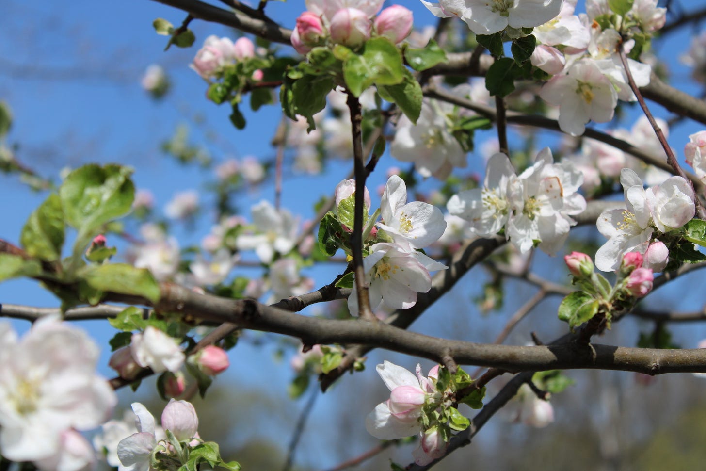 A photo of tree branches covered in small green leaves and pink and white flowers against a blue sky.