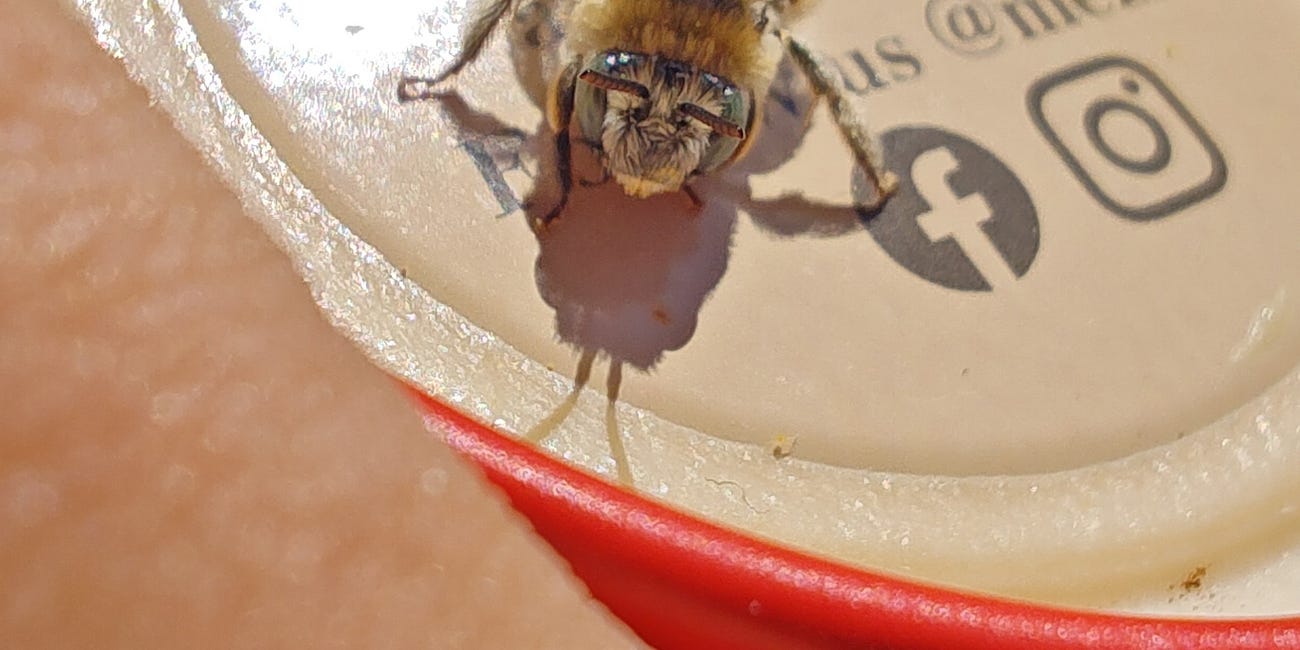 Bug Hike! This Saturday, May 23rd @ Coyote Creek Trail