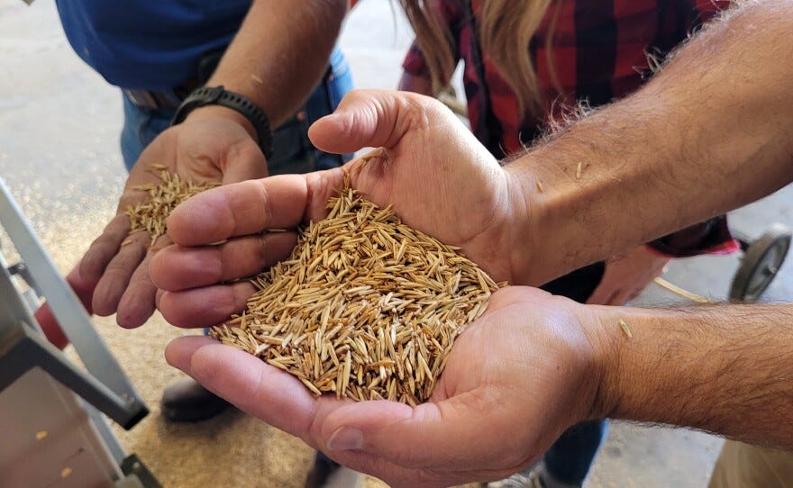 USDA researcher Peter Kleinman holds a handful of Kernza seeds at the Akron, Colo. ARS research station on October 10, 2023. These seeds have already been through the cleaning equipment 3 times. The process is supposed to remove debris and hulls from the seeds, but Kernza seeds are so small and light that it's hard to get them clean. Even after 3 times through the cleaning equipment, many hulls remain in the mix.