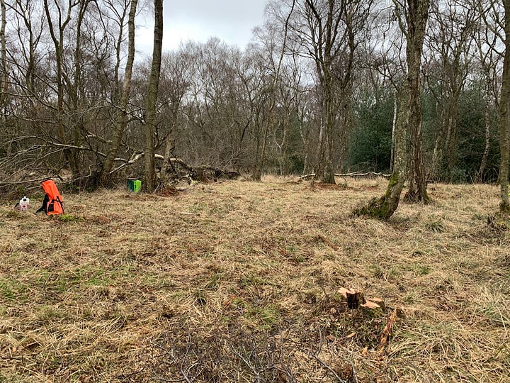 Image of the natural clearing we've selected for the camp