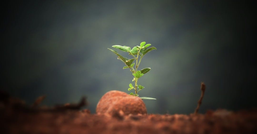 green leaf plant sprout green leaf plant sprout
