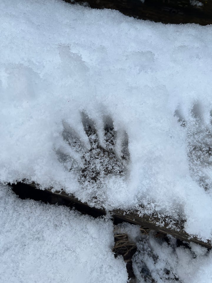two sets of animal prints in the snow. the prints have longer "fingers" and five digits on each paw