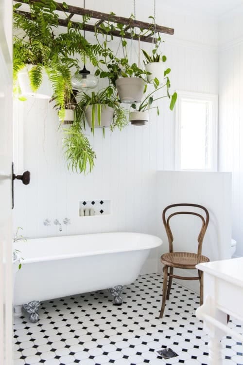 Plants hanging above a white bathtub.