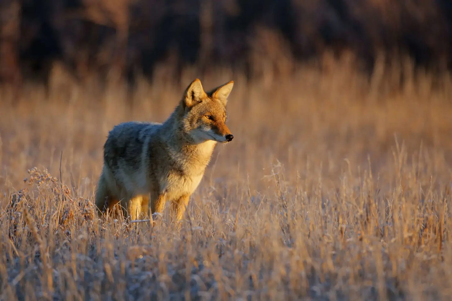 Coyote - Facts, Diet, Habitat & Pictures on Animalia.bio