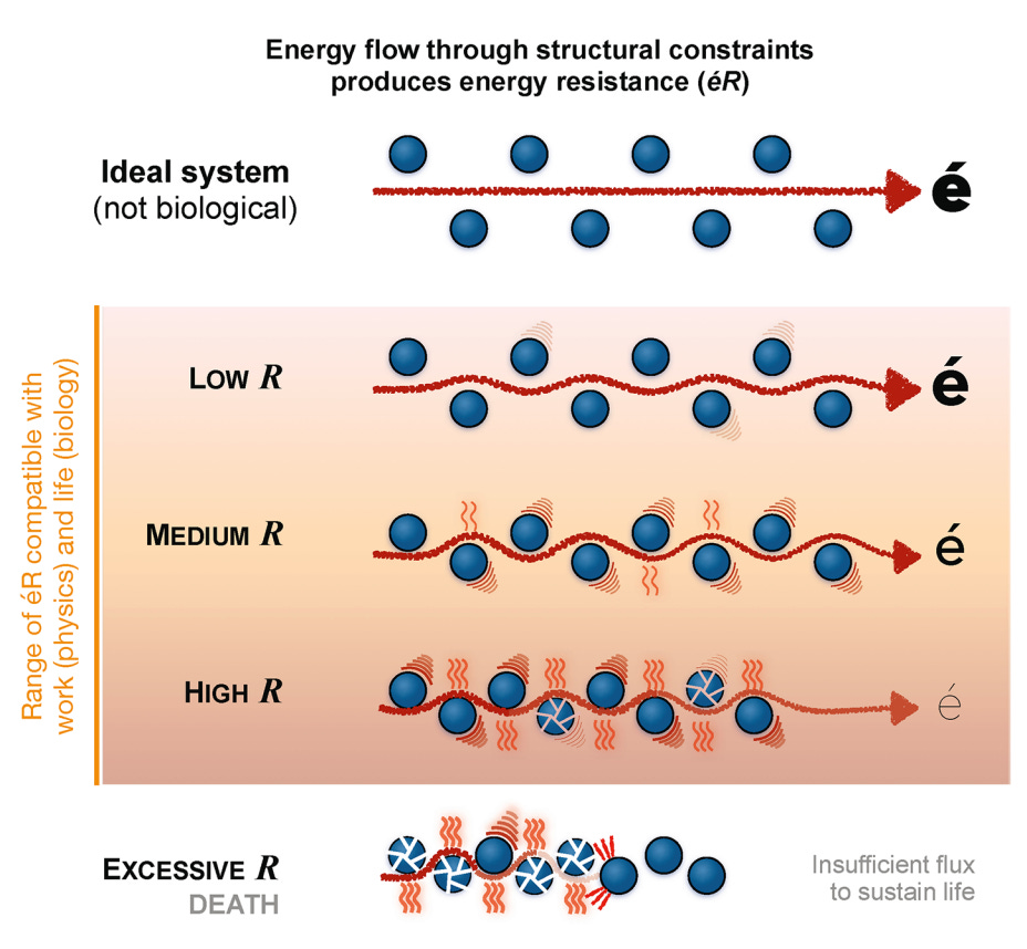 This figure illustrates how energy resistance emerges as energy comes into contact with constraints in the biological system. Resistance provides opportunities for transformations or work to be performed, but too much resistance is detrimental.