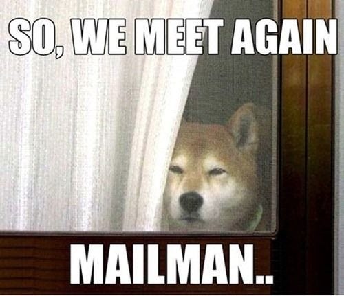 So we meet again mailman funny tumblr dog meme humor mailman meme ...