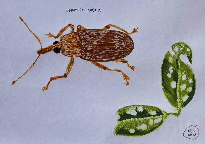 Felt pen drawings of Neomycta rubida with leaf damage and Argyroploce chlorosaris with holes bored in seed capsules
