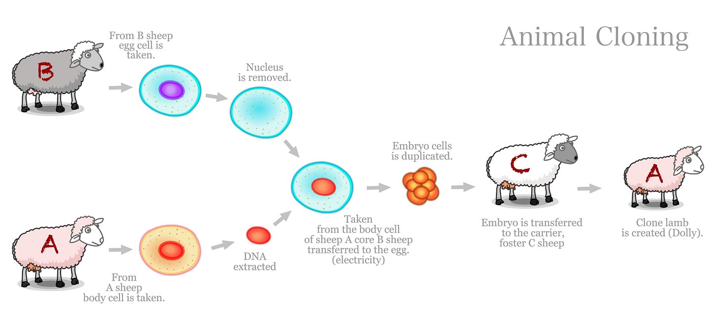 Image of somatic cell nuclear transfer diagram Image of somatic cell nuclear transfer diagram
