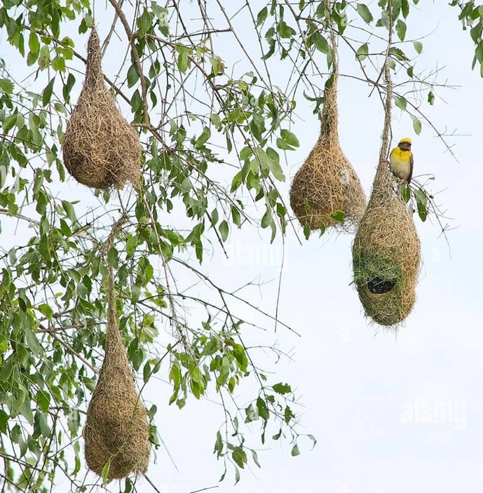 A bird sitting on a nest

AI-generated content may be incorrect.