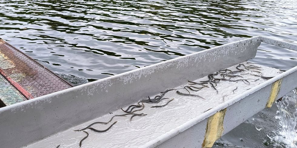 Aalbesatz. Die ca. 7 Gramm schweren Aale schwimmen über eine Aalrutsche ins freie Gewässer.