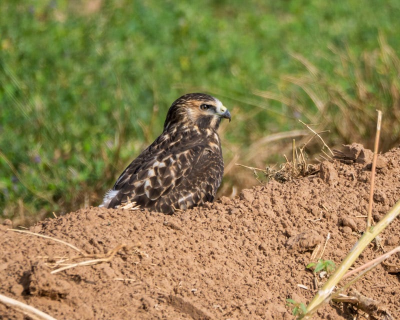 20250906-Manville-98-Edit.jpg 20250906-Manville-98-Edit.jpg