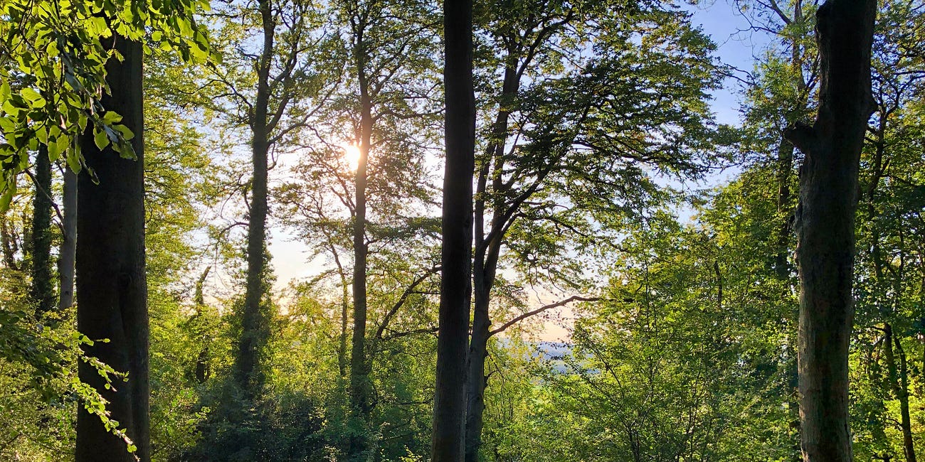 Chilterns Chalk 