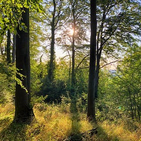 Chilterns Chalk 