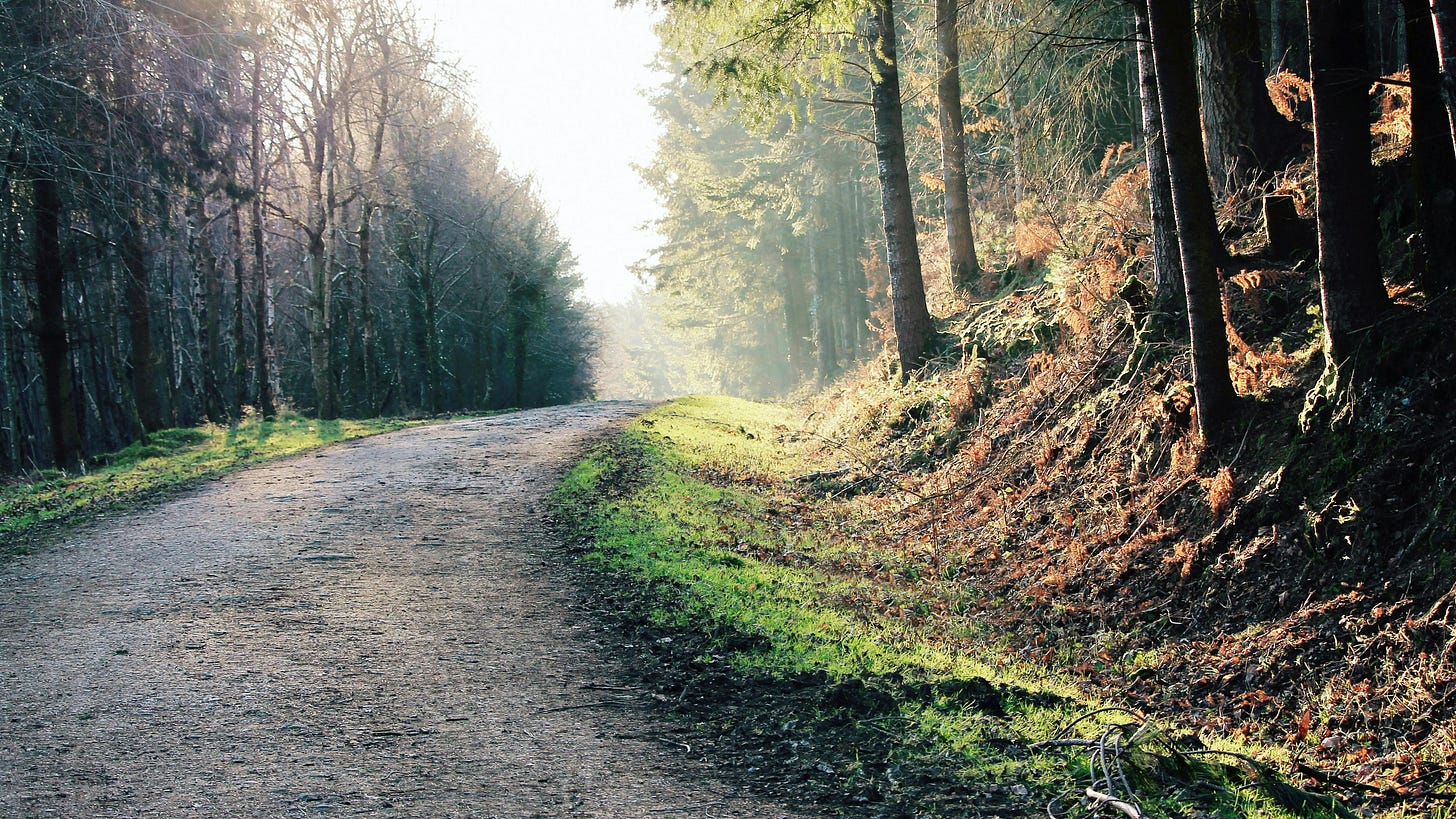 Photograph of a Grey Soil Path in the Woods by Leon Woods