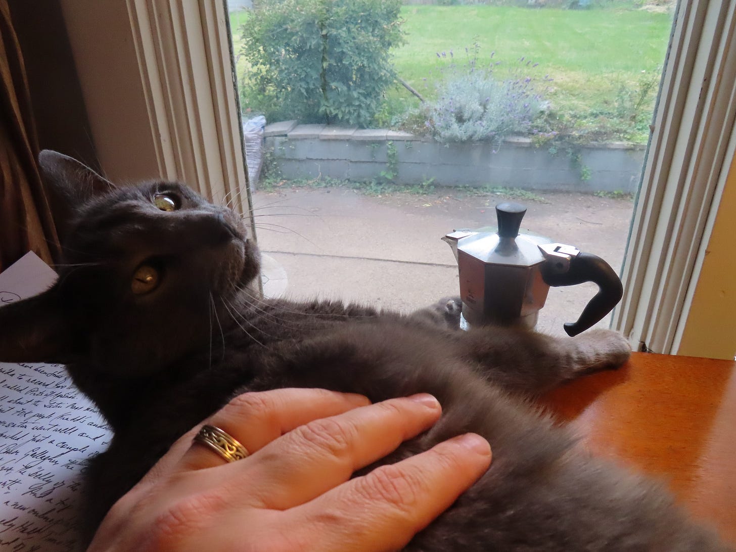 May be an image of cat