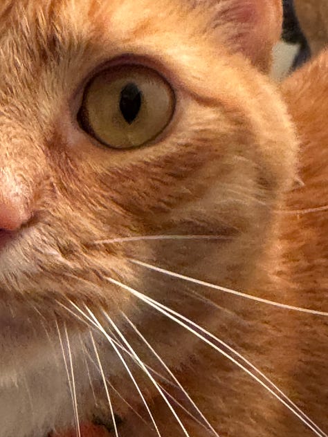 Happy Anniversary Field Note: We start by saying thank you for reading luvluvluv Jasper Kitten, Chris and Jojo! Furever!