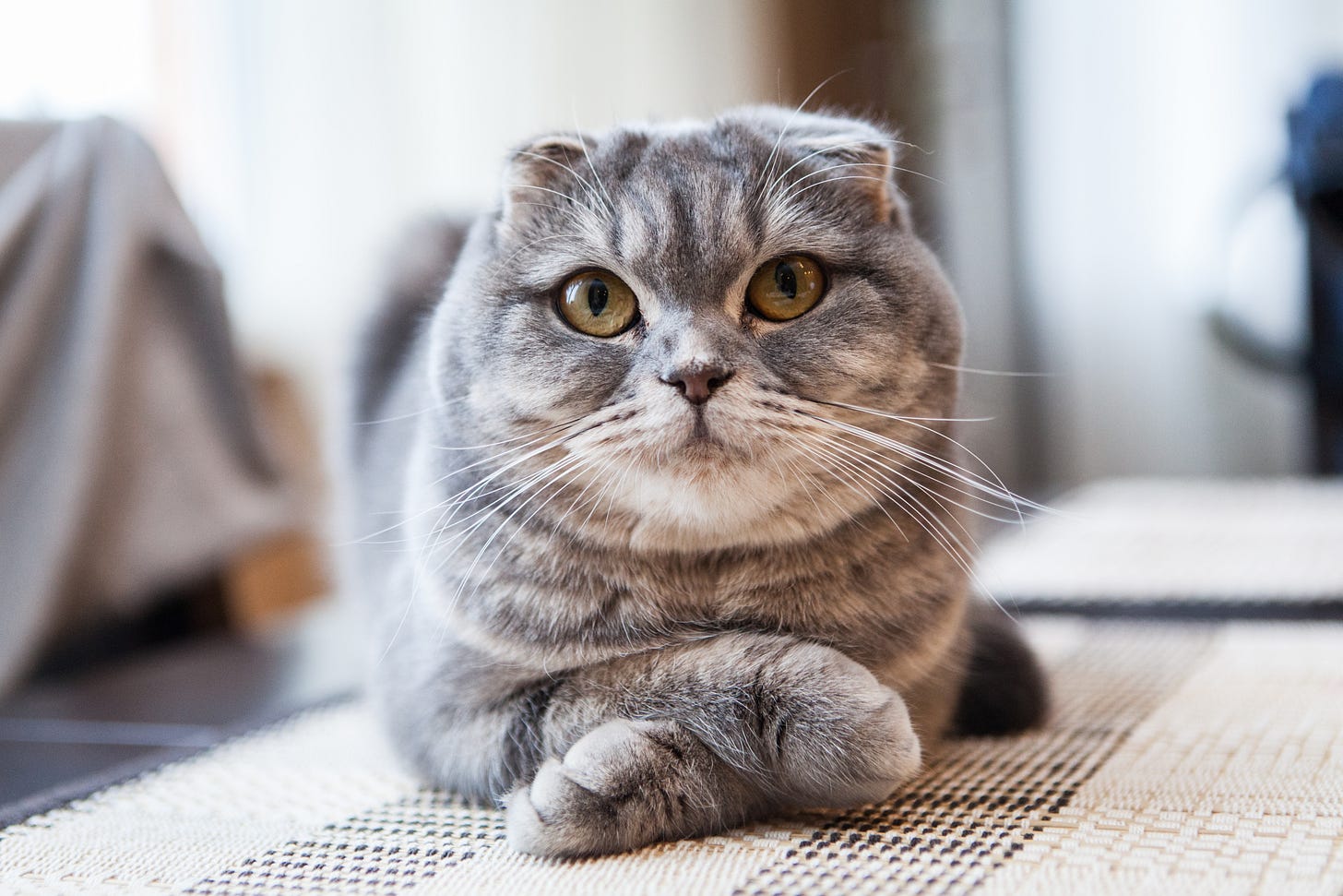 A close-up view of a Turkish fold cat