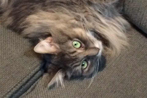 Kali_What_What_Minimizing_Stress_At_The_Vet's_Office Kali_What_What_Minimizing_Stress_At_The_Vet's_Office