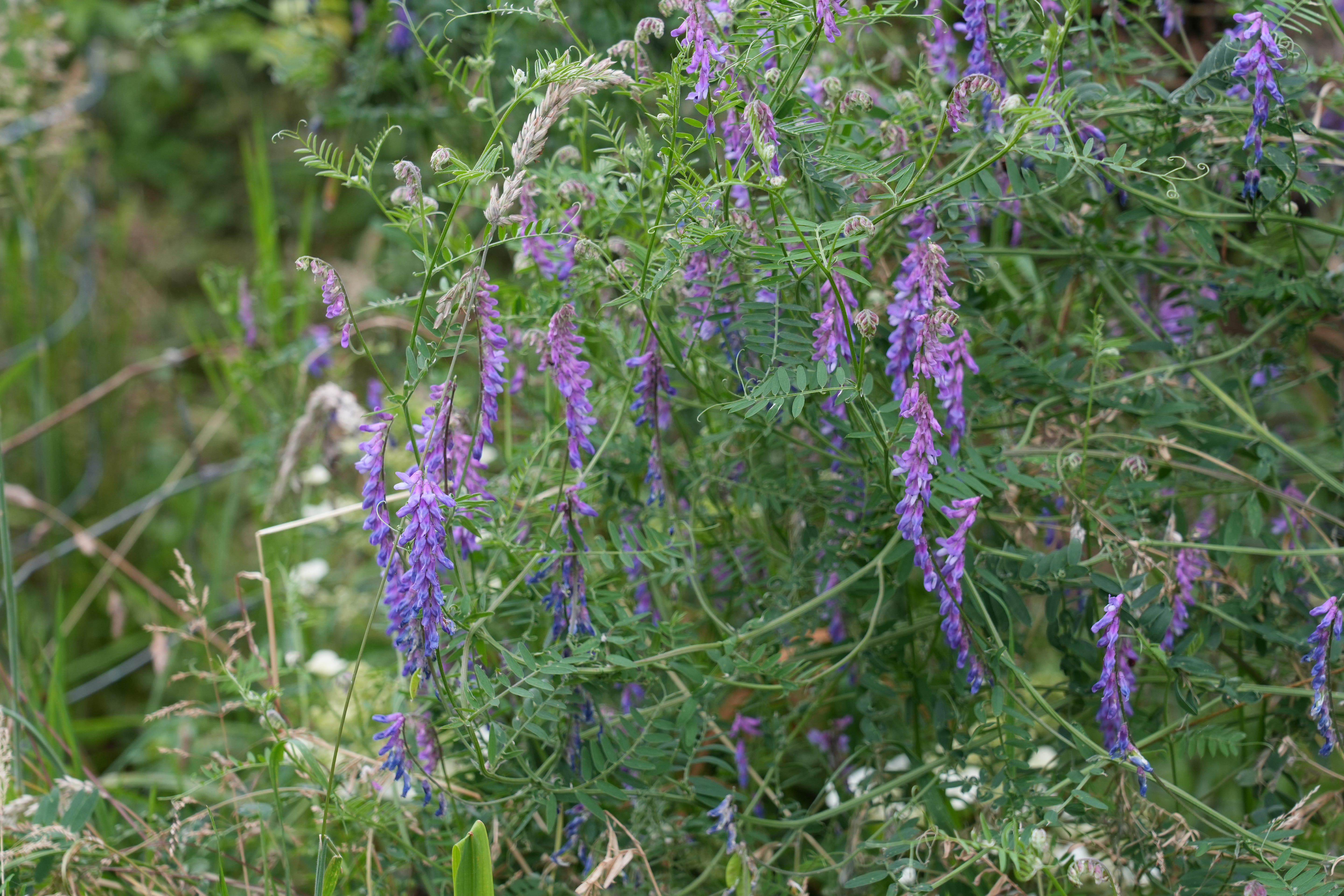 Vicia cracca | tufted vetch