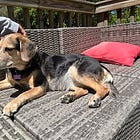 Contrarian Pet of the Week