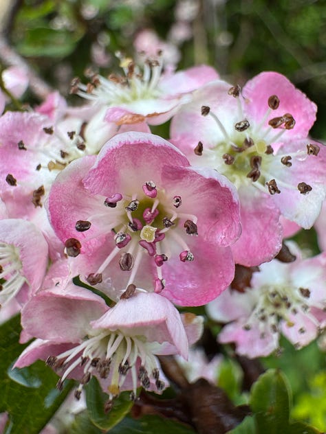 Soft hawthorn and holly blossoms bloom side by side in delicate shades of pink and white, their thorned branches and tender petals reflecting the quiet balance between protection and openness. Photos by Bridget Austin.