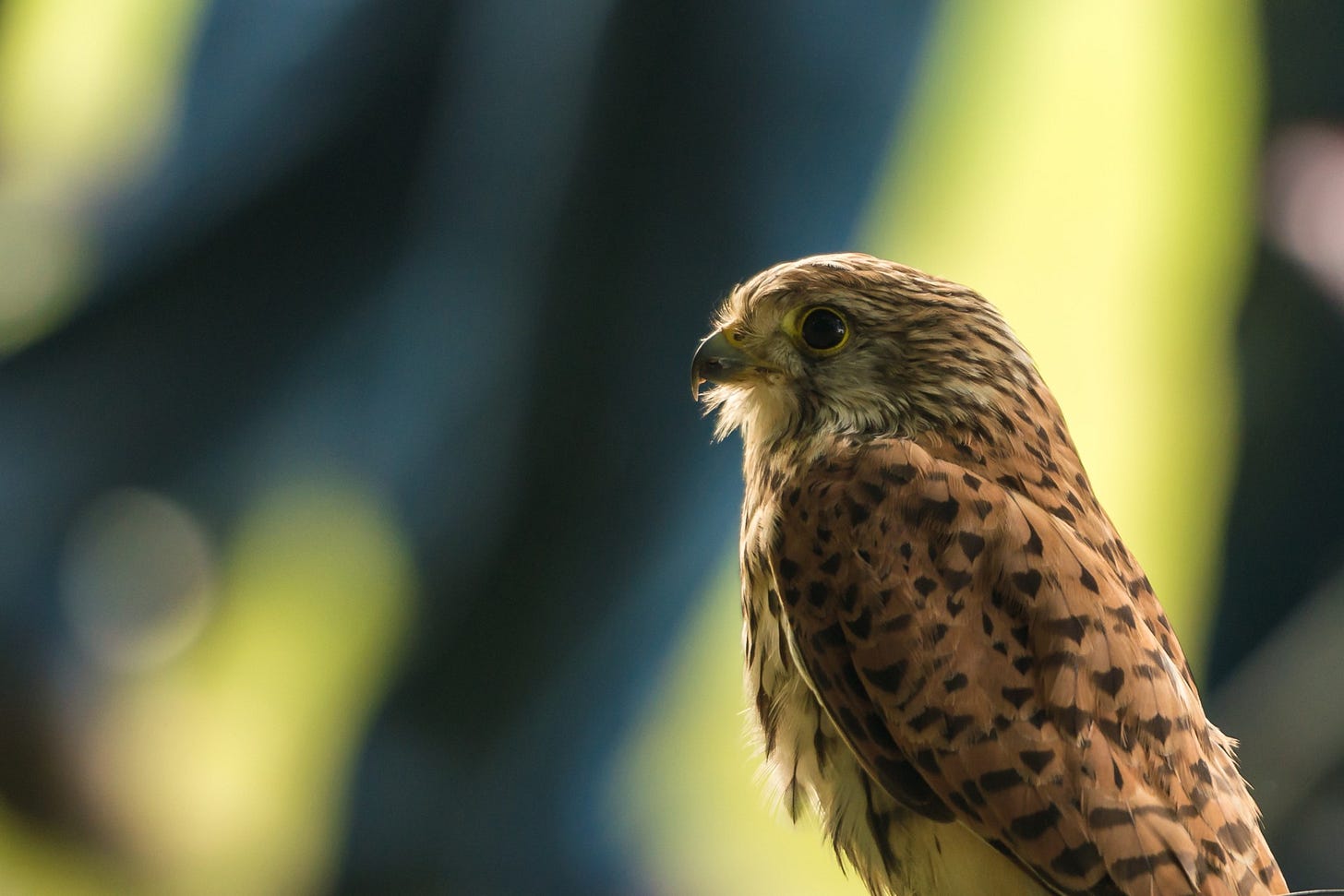Kestrel In Captivity Kestrel In Captivity