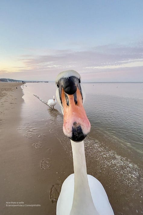 Comedy Wildlife Photography Awards 2023