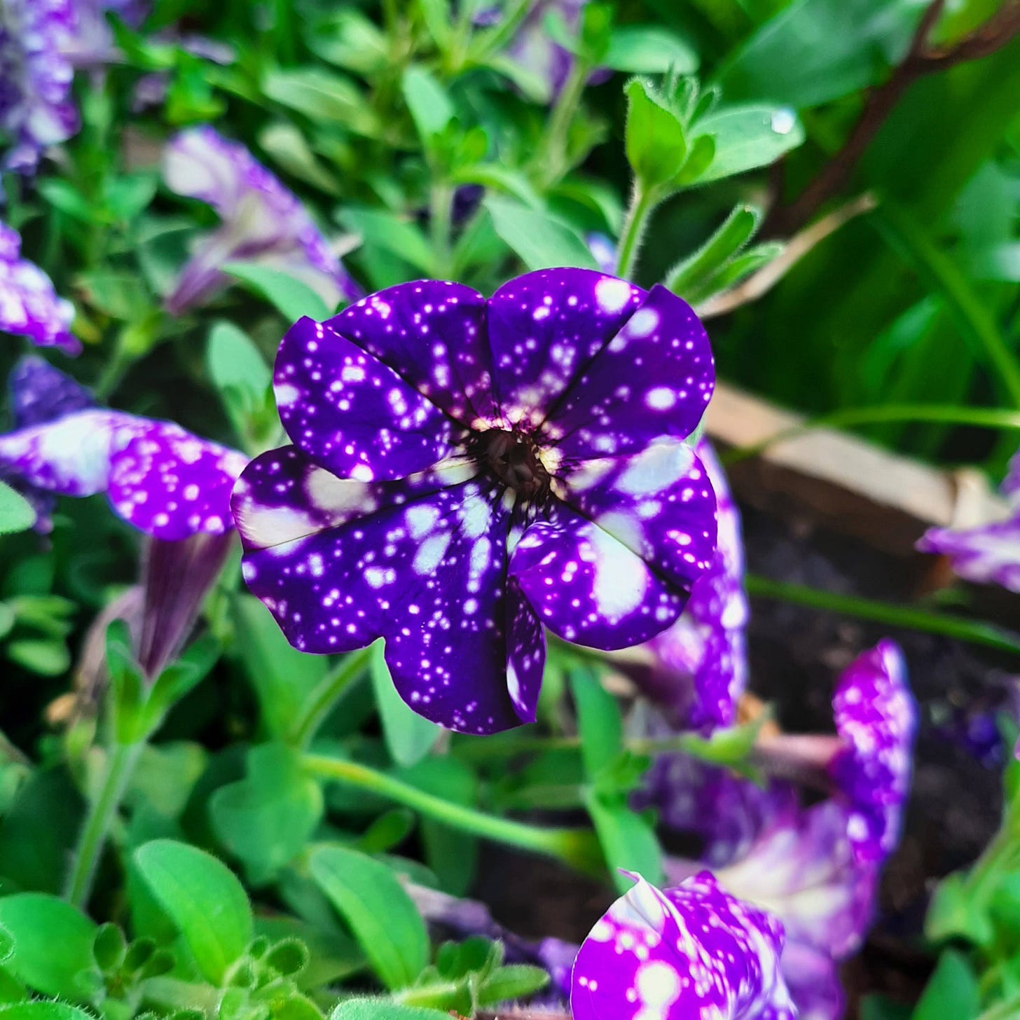Petunia flower