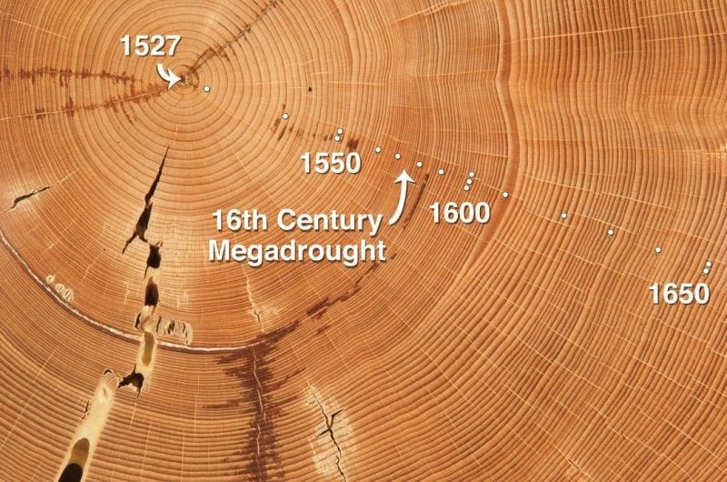 DENDROCHRONOLOGY