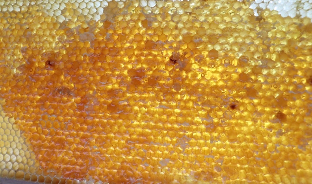 A close up of a honeycomb on a table A close up of a honeycomb on a table