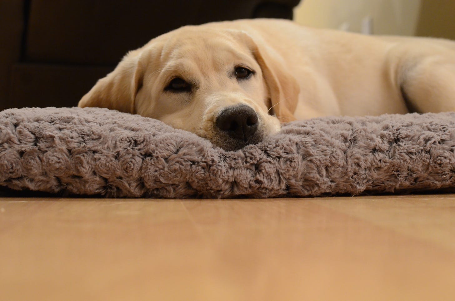 A yellow Labrador retriever relaxes on her dog bed. 