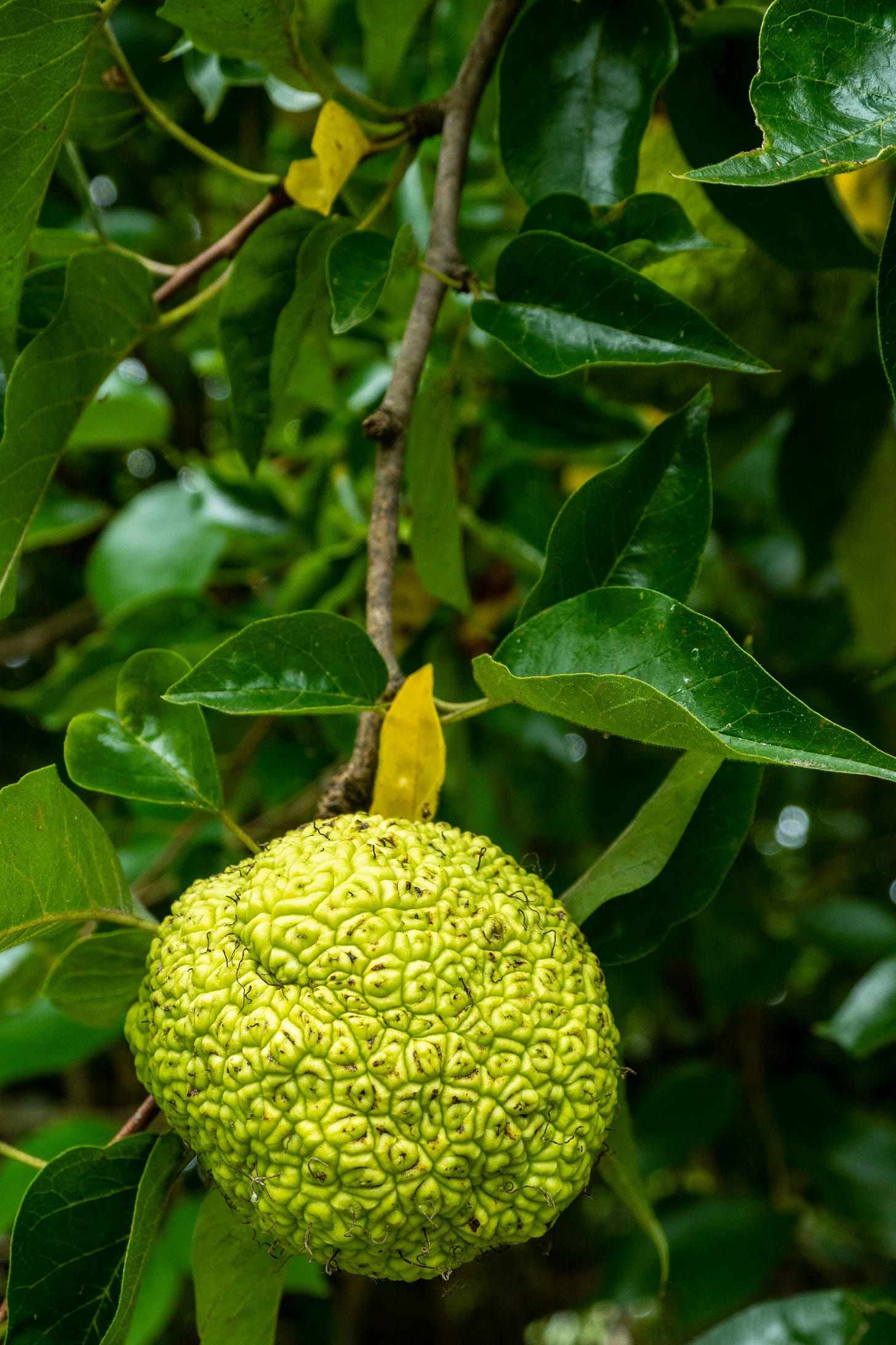 Glossy leaves and fruit of Osage Orange Glossy leaves and fruit of Osage Orange