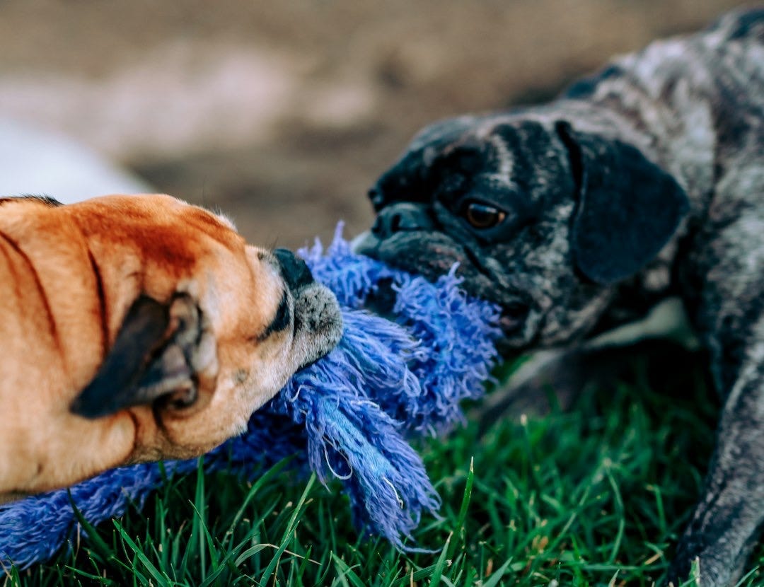 2 dogs playing on green grass during daytime