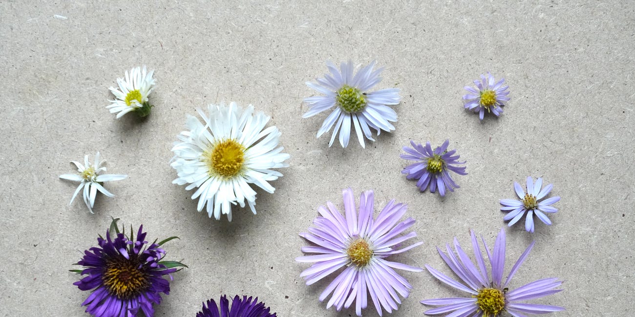 13 Asters for naturalistic gardens