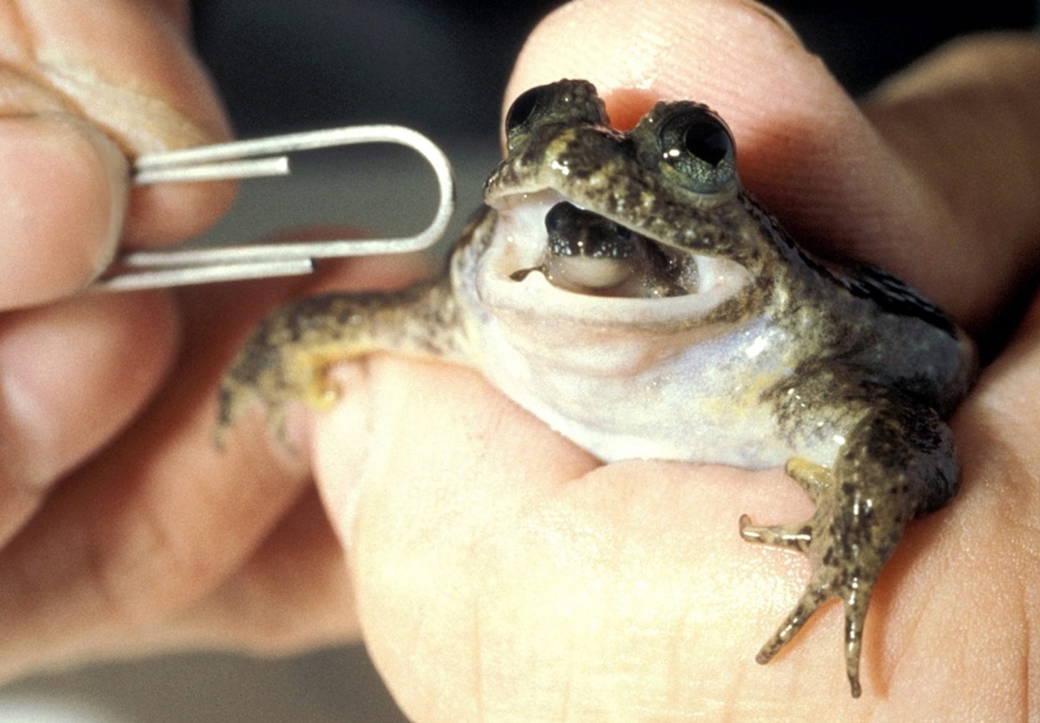 Pictures: Mouth-Birthing Frog to Be Resurrected? | National Geographic