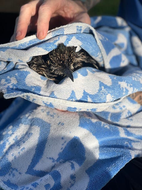 Photos of a roadrunner being dried off by a towel and held by a human