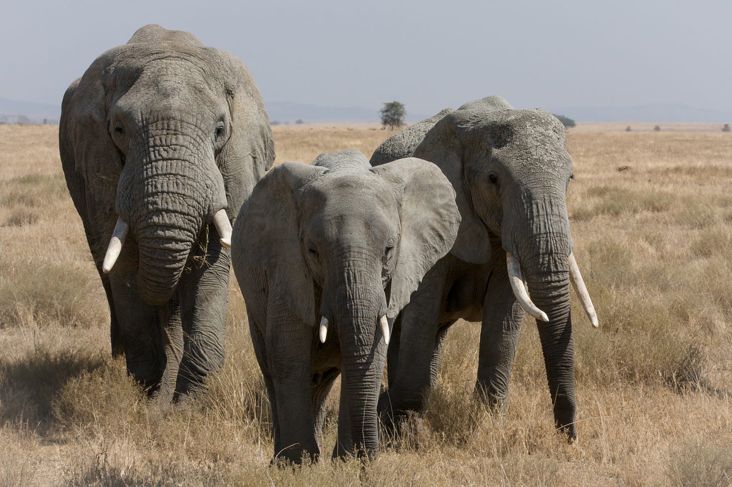 Serengeti_Elefantenherde2.jpg