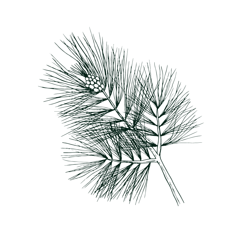 STRONG BACK, SOFT FRONT