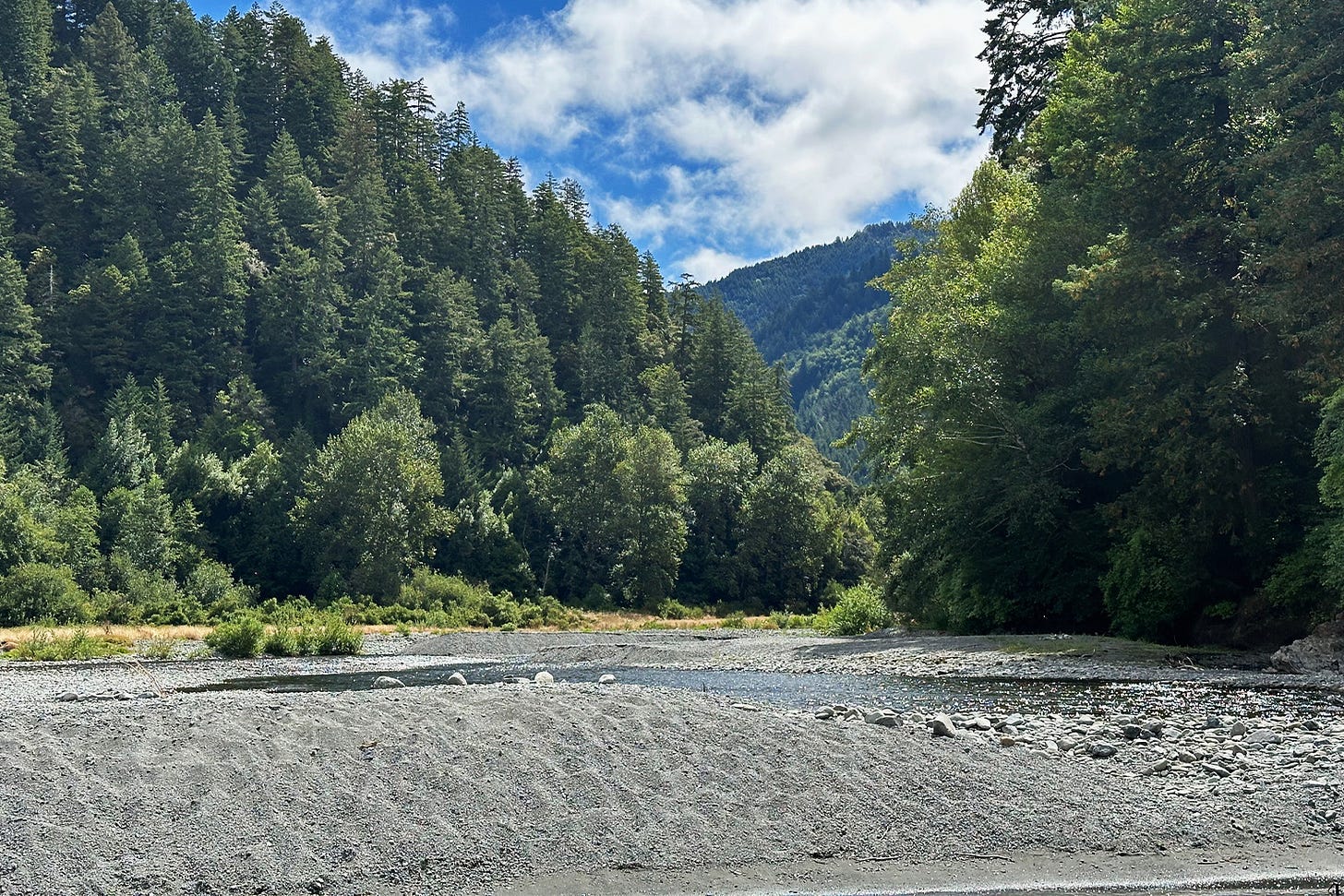 Sixteen miles upstream from the mouth of the Klamath River, Blue Creek pours icy cold mountain water into the river. The creek is the first biologically critical cold-water refuge for salmon migrating farther upstream to spawn. 