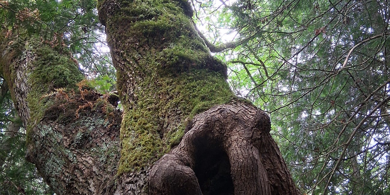Reconnection: Tree adaptation meditation (audio)